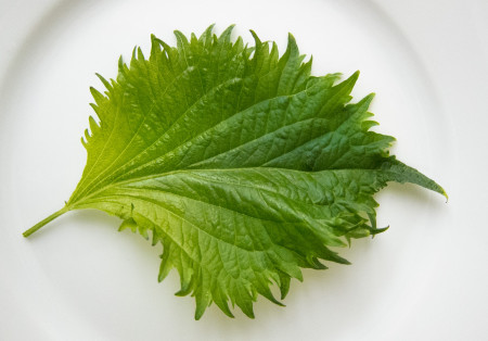 Japanese Shiso